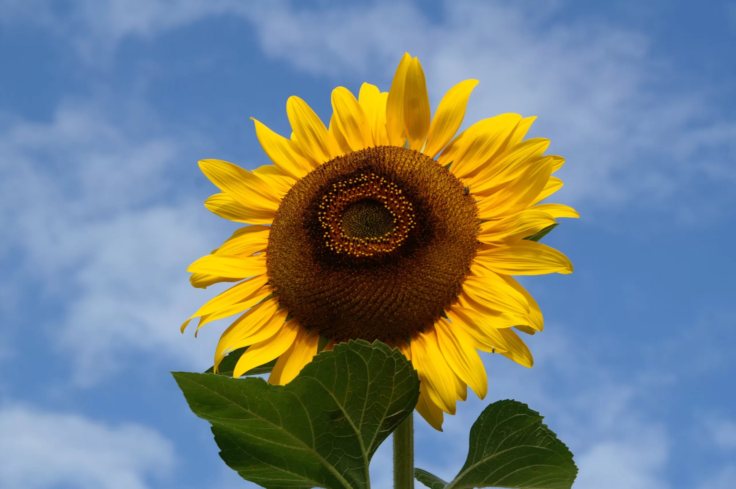 A sunflower in front of a blue sky represents optimal health.