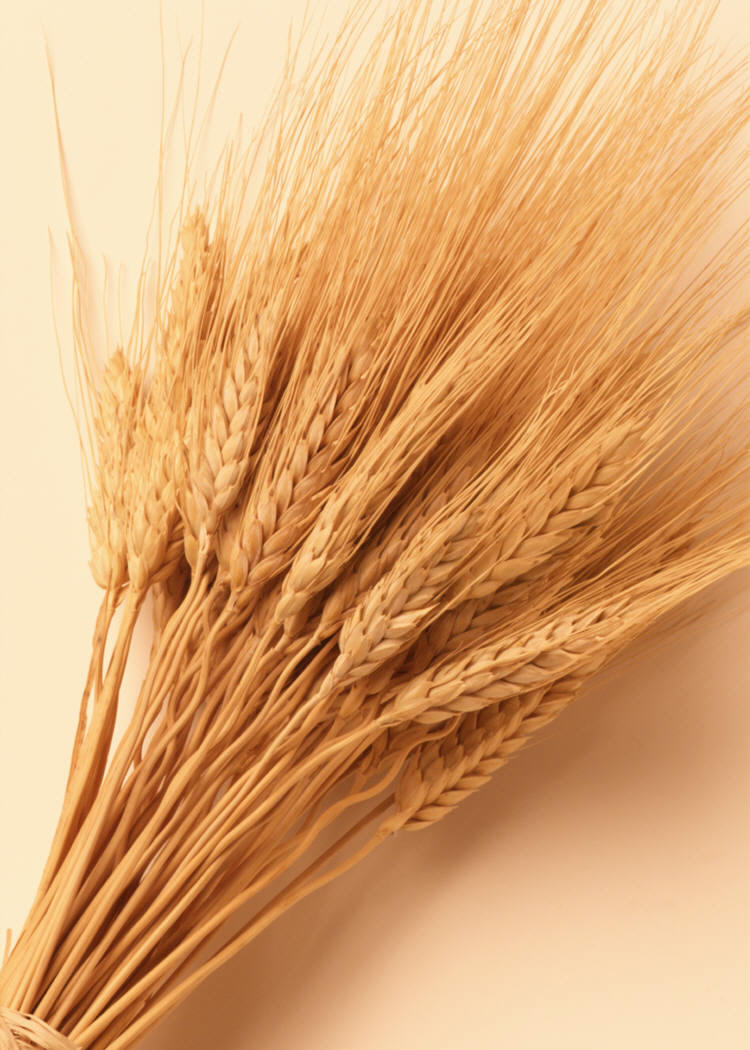 A bunch of wheat on a beige background.