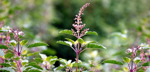 TULSI – anti-aging AND stress reduction in a warm cup of tea!