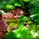 Recipe: Adaptogenic Seaweed Soup (Delicious and Nourishing)