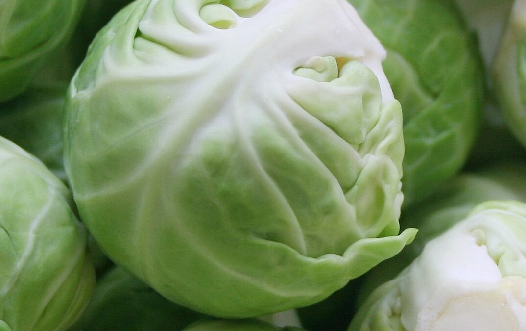 Raw Food Recipe: Gluten Free Quick and Easy Stuffed Cabbage