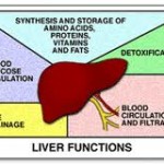 Radio Show: Your Liver, Parasites, and the Healing Crisis