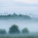 Seven Tips for Lifting the Veil of Brain Fog