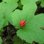 Practitioner Corner:  Goldenseal – It's not just for Infections Anymore!