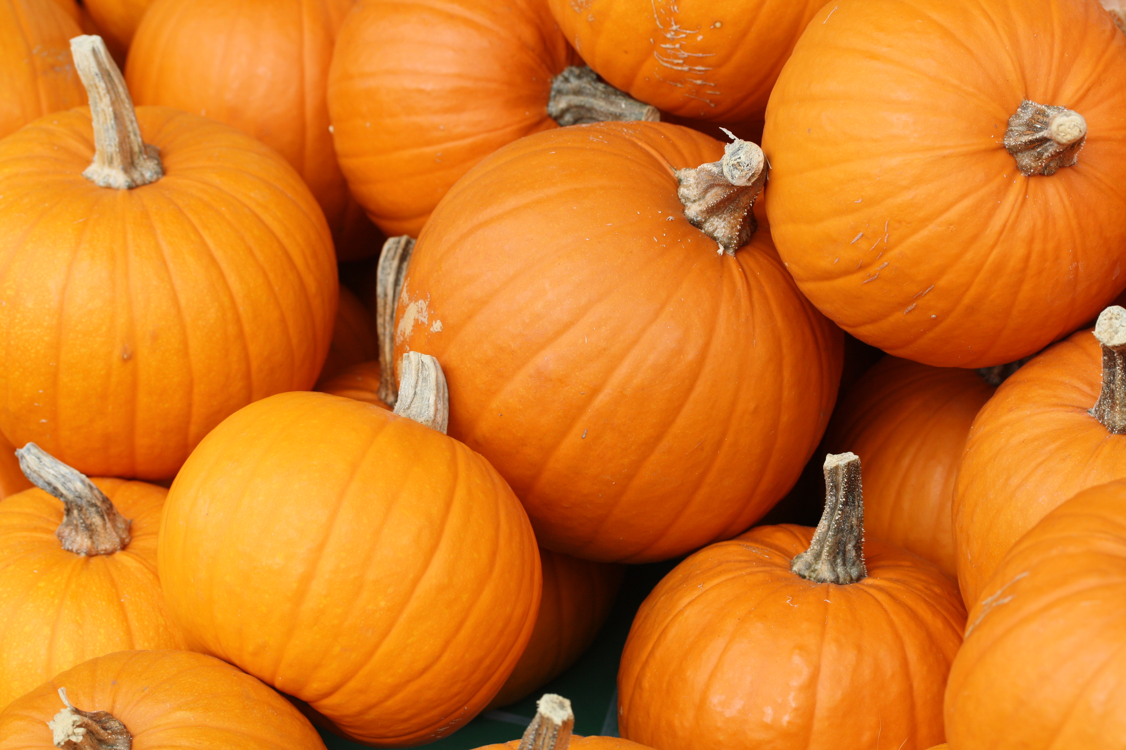 Practitioner Corner: Nutritious and Heart Healthy Pumpkin Seeds