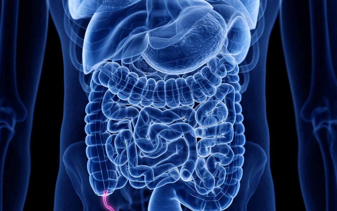  The Appendix and the Immune System: Challenging Long Held Beliefs