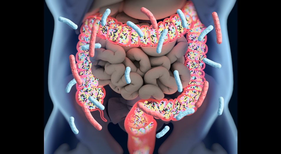 The Microbiome in the Gut Is Foundational to Immune System Health