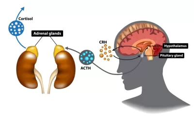 The Role of The Adrenals in Health and Disease