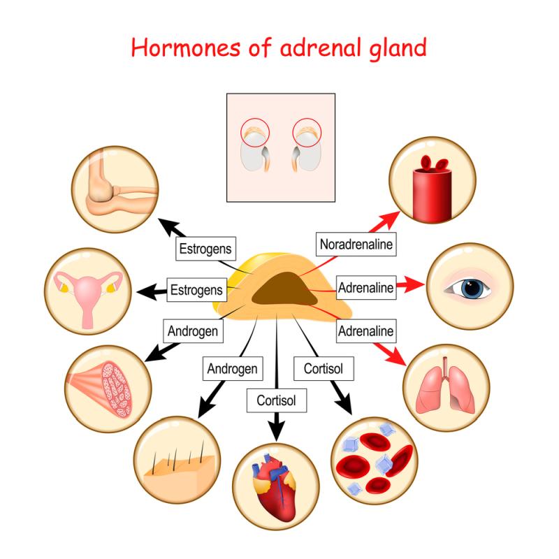 Connection of Adrenal Health & Autoimmune Disorders