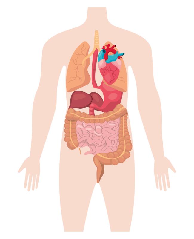 gut and heart connection - gut microbiome and cardiovascular functions