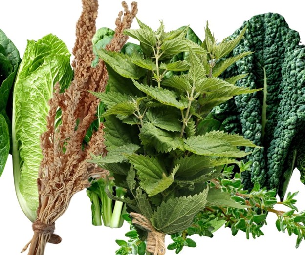 A variety of leafy greens and herbs, including romaine lettuce, amaranth, stinging nettle, thyme, and lacinato kale, arranged together on a white background.